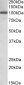 NUP107 Antibody (internal region)