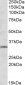 GRM2 Antibody (internal region)