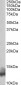 Phospholamban / PLN Antibody (N-Term)