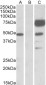 ANGPT1 Antibody (internal region)