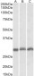 PSMA4 Antibody (internal region)