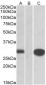 MIG12 Antibody (internal region)