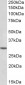 HOXC8 Antibody (internal region)