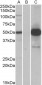 COPS3 Antibody (internal region)