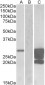 GM2A (aa 179-189) Antibody (internal region)