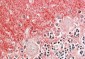 GNB3 & GNB4 Antibody (internal region)