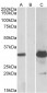 KCTD11 Antibody (internal region)