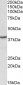 PCBP1 (aa223-234) Antibody (internal region)