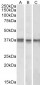 NEK7 (aa 274-286) Antibody (C-Term)