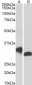 NEK7 (aa 274-286) Antibody (C-Term)