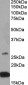 CNTF Antibody (internal region)