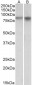 NPAS4 Antibody (internal region)