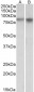 NPAS4 Antibody (internal region)