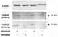 POLDIP2 Antibody (internal region, near C-Term)