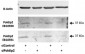 POLDIP2 Antibody (internal region)