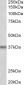 POLDIP2 Antibody (internal region)