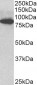 ODF2 Antibody (internal region)