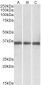 GNB2L1 Antibody (internal region)