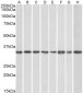 GNB2L1 Antibody (internal region)