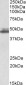 Endophilin-A2 Antibody (internal region)