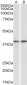 GNAQ / ALPHA-q (aa162-175) Antibody (internal region)