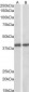 GNAQ / ALPHA-q (aa162-175) Antibody (internal region)