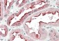 SDF4 (aa161-175) Antibody (internal region)
