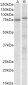 TAp63alpha / deltaNp63alpha Antibody (C-Term)