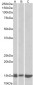 galectin-1 (mouse) Antibody (N-Term, near)