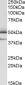 TXNDC5 (aa269-282) Antibody (internal region)