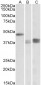 TXNDC5 (aa269-282) Antibody (internal region)