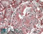 PDIA2 (aa477-481) Antibody (internal region, near C-Term)