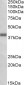 OXER1 (aa389-400) Antibody (C-Term)