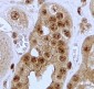 JAG1 Antibody (C-Term)