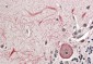 KEAP1 (aa41-53) Antibody (internal region, near N-Term)