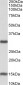 Sirtuin 3 (mouse) Antibody (internal region)