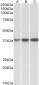 IDH3A Antibody (C-Term)