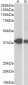 IDH3A Antibody (C-Term)