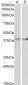 IDH3B (aa33-46) Antibody (internal region, near N-Term)