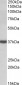 D-amino-acid oxidase (aa286-298) Antibody (internal region)