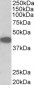 Trib1 (mouse) (aa304-317) Antibody (internal region)
