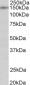 SYNGAP1 (aa60-72) Antibody (N-Term)