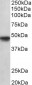 OCT6 (aa192-204) Antibody (internal region)