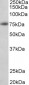 Amyloid beta peptide (aa1-16) Antibody (N-Term)