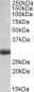 FGF5 (isoform1) Antibody (C-Term)