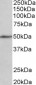 CADM1/TSLC1 Antibody (internal region)