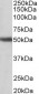 GPR83 (aa17-30) Antibody (N-Term)