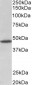 GPR83 (aa59-71) Antibody (internal region)