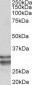 KLF13 (aa45-58) Antibody (internal region)