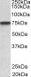 Progranulin aa248-259 / Granulin-3 Antibody (internal)